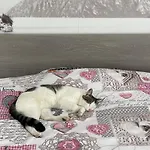 L'heureuse De Cookie Villa *